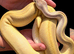 Champagne Royal Python