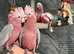 Baby Handreared Super Tame Cuddly Friendly Galah Cockatoo Parrot,24