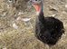 Bronze turkeys