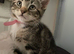 Beautiful kittens ready now!