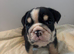 Puppies available