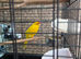 Kakariki female