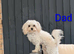 Maltipoo