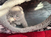 British and Scottish Fold kittens