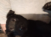 German Shepherd cross Belgian mali pups