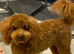 Toy poodle waiting list