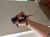 7 black and white kittens