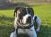 Staffy Cross American Bulldog For Stud