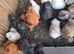 We're happy to offer a loving 5 home to any unwanted livestock or poultry.