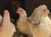 5 cross breed bantam hens