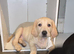 Lab Cross
