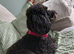 1year 5month male cocker poo