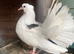Young fantails