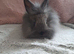 Double mane lionhead