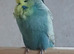 Some different age budgies and breeding boxes here
