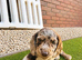 Reduced Chocolate Merle cocker spaniel