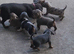 Beautiful isabella Miniature dachshund puppies