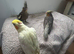 Lovely hand reared baby cockatiels