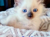Two beautiful Pure Bred Ragdolls looking for a loving home