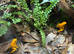 Phyllobates terribilis X2 with full setup