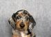 Miniature dachshund puppies