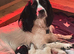 Beautiful sprocker puppies