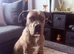 5 month old cane corso/mastiff boy for sale