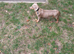 Miniature Dachshund