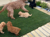 Lovely Cavapoos
