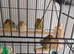 Young canary