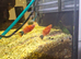 Tiger platys