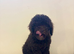 Stunning miniature poodle puppies