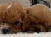 Kennel Club registered ruby Cavalier King Charles spaniel BOY puppies available. Parents both health tested.
