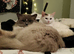 *2 left* Flame Point Ragdoll Kittens for sale