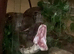 boa constrictor