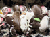 7 beautiful chocolate verities show-type cocker spaniel extensively health tested parents