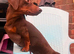 Beautiful Smooth-Haired Dachshund Puppies | females and males; Chocolate, Chocolate Dapple & Isabella Dapple | Ready Now