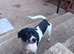 Black and white jackawawa male for sale