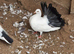 Black tail fantail fancy pigeon for sale