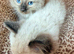 Adorable ragdoll kittens