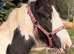 Handsome Piebald Gelding