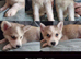 Shepsky girls!