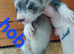 Sliver kits
