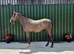 Quality Irish Sports Horse Grey Mare