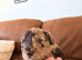 Cockapoo Puppies