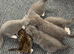Kitten BHS grey and white