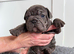 Stunning Big Rope, Velvet & Rojo French Bulldogs