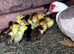 Muscovey Ducklings