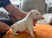 beautiful litter with champion blood lines