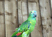 Blue headed amazon